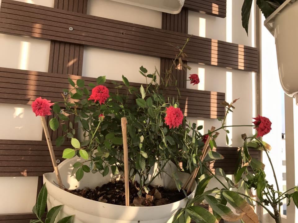 Cho thuê căn hộ Scenic Vallay phú mỹ hưng quận 7. Diện tích: 84m, 2 phòng ngủ, 2wc. Nội thất đầy đủ cao cấp, sang trọng, giá: 20 triệu/ tháng. Quý khách xem nhà liên hệ: hotline Ngọc Thư